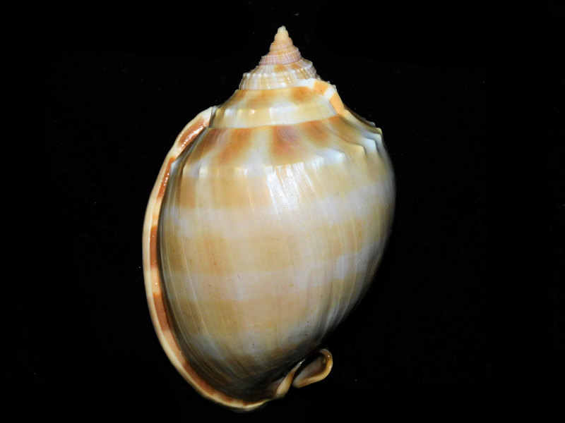 Phalium bandatum 3 5/8” or 91.11mm. w/o "Philippines"#700285 Phalium bandatum 3 5/8” or 91.11mm. w/o "Philippines"#700285