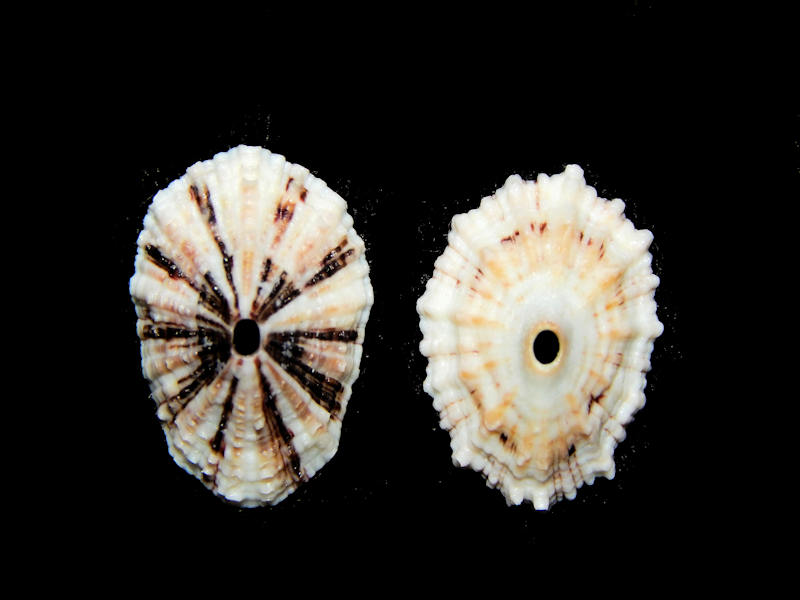 Fissurella (Cremides) barbadensis(2) 19.64mm & 18.91mm.Lot#16391 Fissurella (Cremides) barbadensis(2) 19.64mm & 18.91mm.Lot#16391