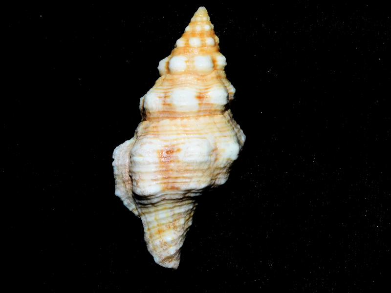 Latirus polygonus barclayi 2 3/8” w/o Lot#16833 Latirus polygonus barclayi 2 3/8” w/o Lot#16833