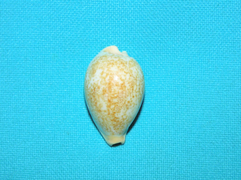 Paradusta barclayi 1 1/8” or 27.88mm."Rare" #700365 Paradusta barclayi 1 1/8” or 27.88mm."Rare" #700365