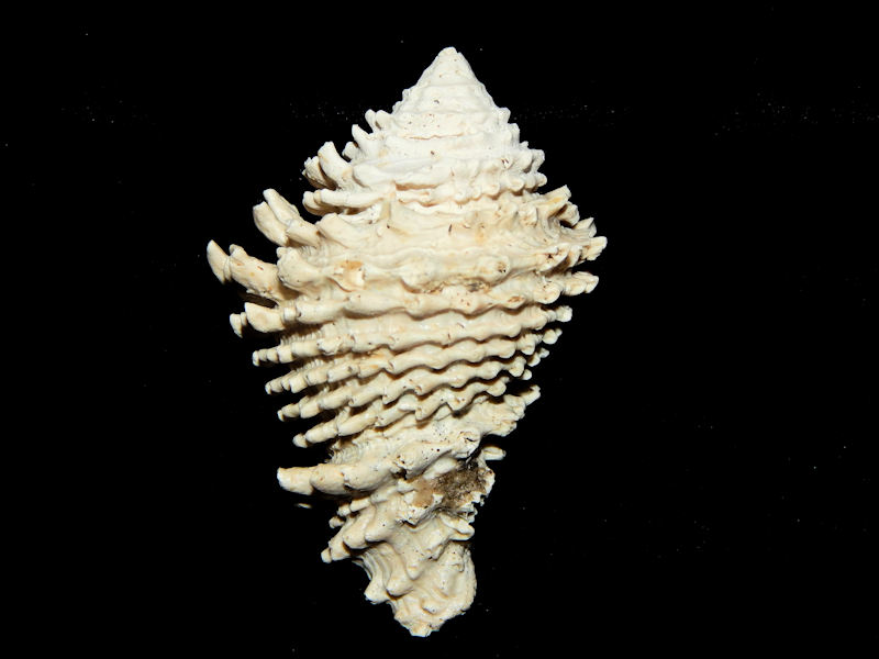 Vasidae