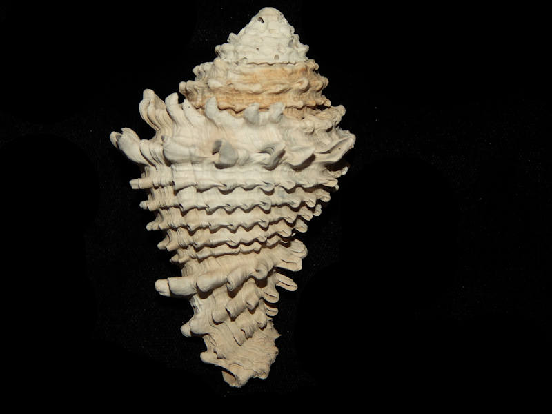 Hystrivasum barkleyae 3 5/8”-Buckingham Member-Lot#15557 Hystrivasum barkleyae 3 5/8”-Buckingham Member-Lot#15557