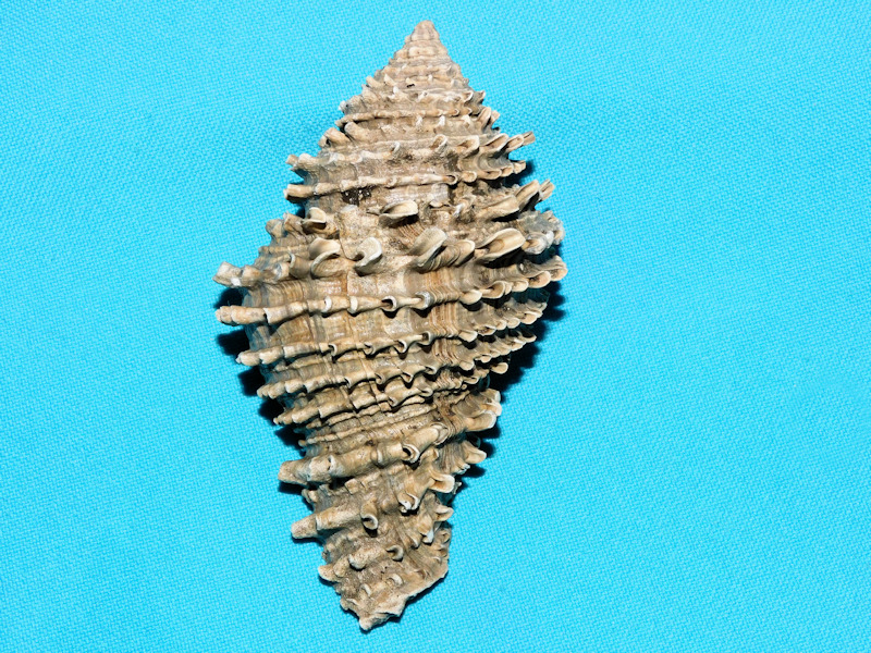 Hystrivasum barkleyae 3 ¾” or 95.08mm. "Gorgeous"#16901 Hystrivasum barkleyae 3 ¾” or 95.08mm. "Gorgeous"#16901