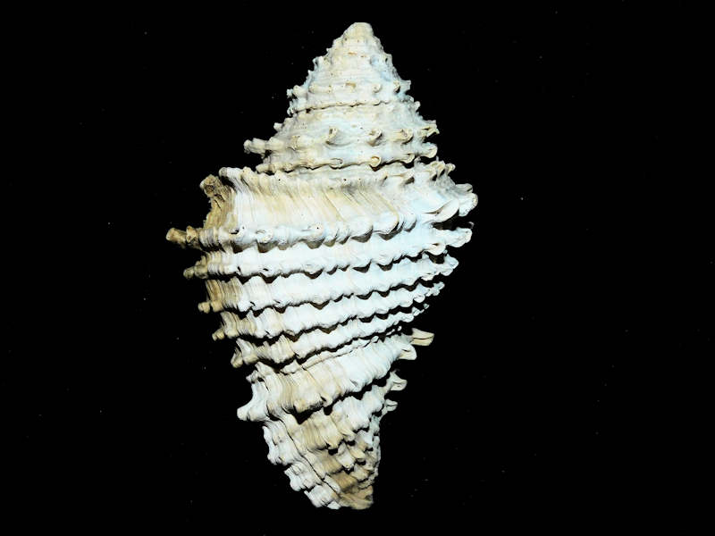 Hystrivasum barkleyae 4” or 101.71mm."Unusual Variant" #500039 Hystrivasum barkleyae 4” or 101.71mm."Unusual Variant" #500039