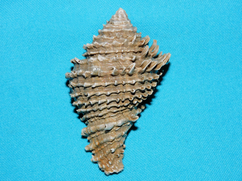 Hystrivasum barkleyae 2 7/8” or 72.69mm."Gorgeous" #16918 Hystrivasum barkleyae 2 7/8” or 72.69mm."Gorgeous" #16918