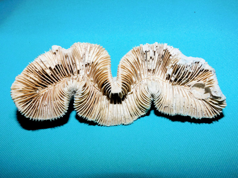 Placocyathus barretti 5 1/2” or 137.49mm."Ultra-Rare"#17014 Placocyathus barretti 5 1/2” or 137.49mm."Ultra-Rare"#17014