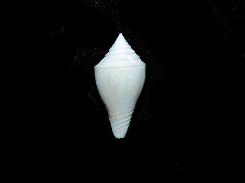 Gradiconus bartoni 23.28mm. "Rare Golden Gate Conus" Lot#17885 (image for) Gradiconus bartoni 23.28mm. "Rare Golden Gate Conus" Lot#17885