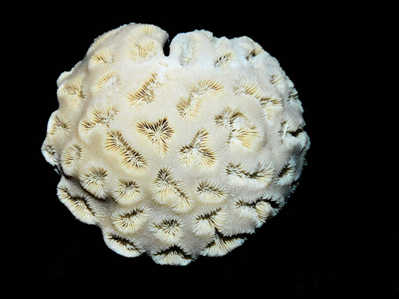 Barysmilia intermedia 2 3/8" or 56.85mm."Ultra-Rare"#17283 Barysmilia intermedia 2 3/8" or 56.85mm."Ultra-Rare"#17283