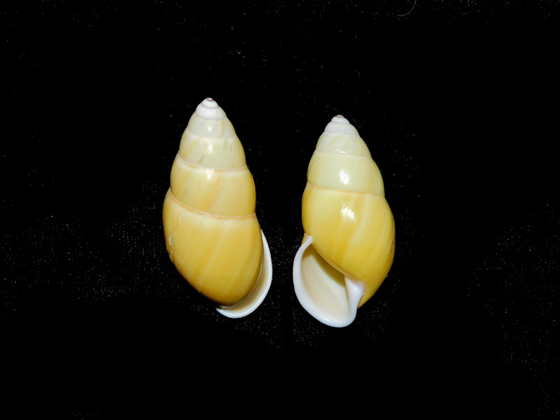 Amphidromus basilanensis 44.20mm & 40.29mm. "Gorgeous" #700774 - Click Image to Close