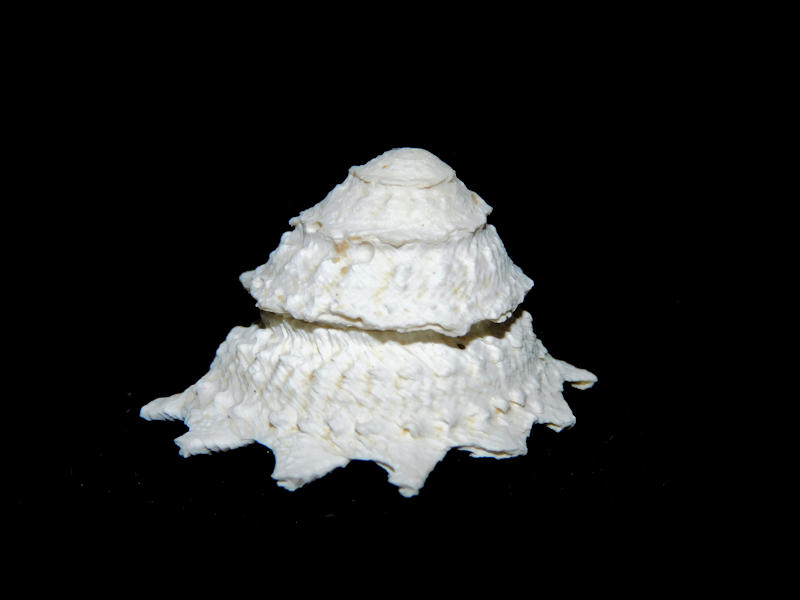Astralium (Lithopoma)basilis 1 ½”Wide Ultra-Rare-#16935 Astralium (Lithopoma)basilis 1 ½”Wide Ultra-Rare-#16935
