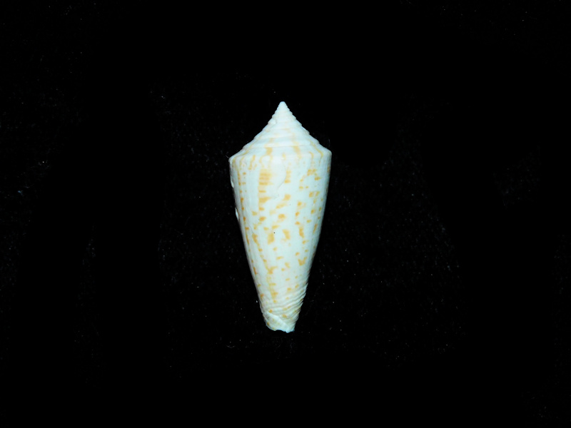 Dauciconus bassi 1 1/4" or 29.34mm. Markings Visible #17758