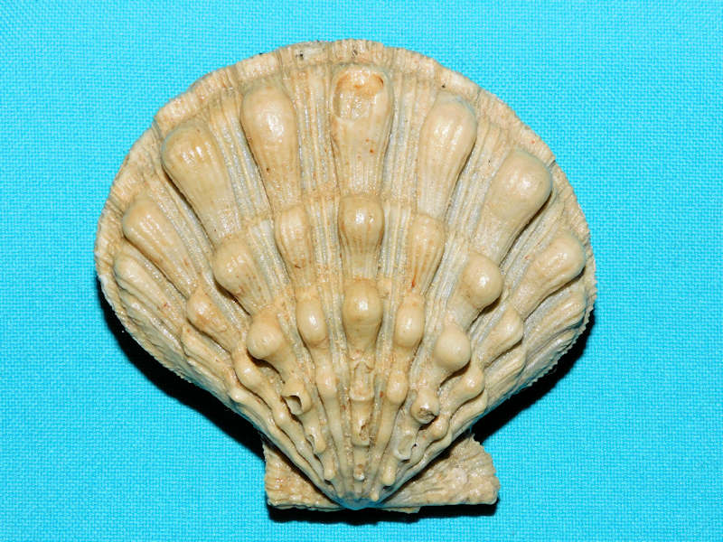 Nodipecten pernodosus 3” or 76.01mm."Ultra-Rare"#700425