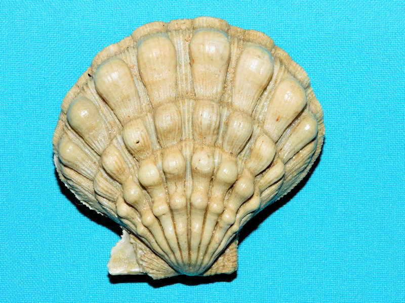 Nodipecten pernodosus 3” or 76.01mm."Ultra-Rare"#700425