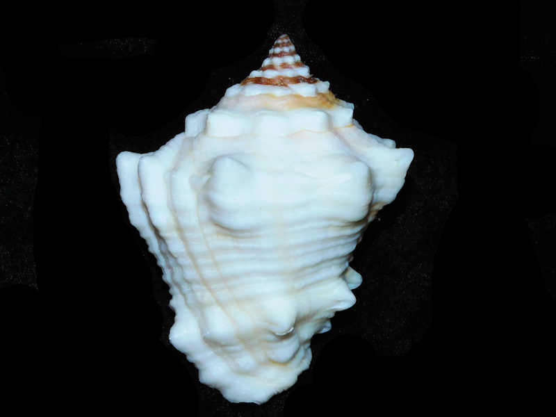 Vasum muricatum 3 1/2” or 86.10mm. w/o."Jamaica" #700711 Vasum muricatum 3 1/2” or 86.10mm. w/o."Jamaica" #700711