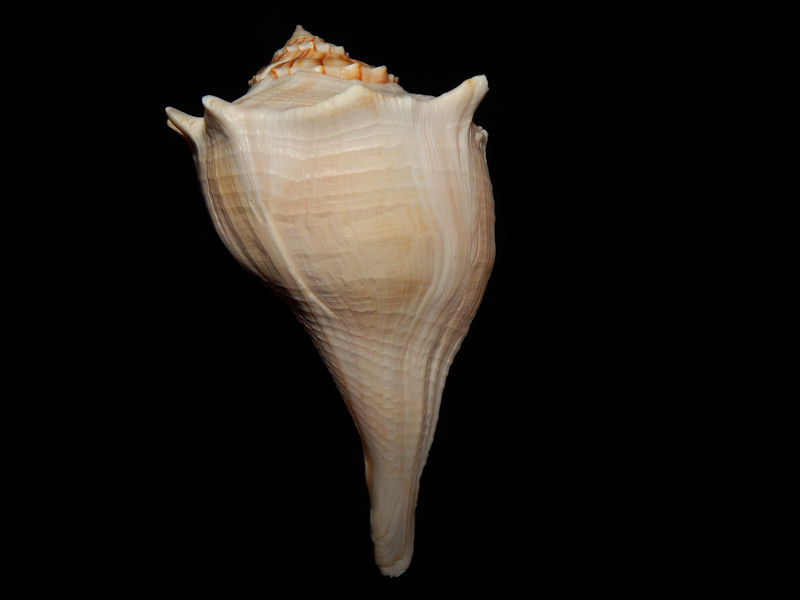 Sinistrofulgur sinistrum 6 3/4” -Sanibel Island,Fl-Lot#12226 Sinistrofulgur sinistrum 6 3/4” -Sanibel Island,Fl-Lot#12226