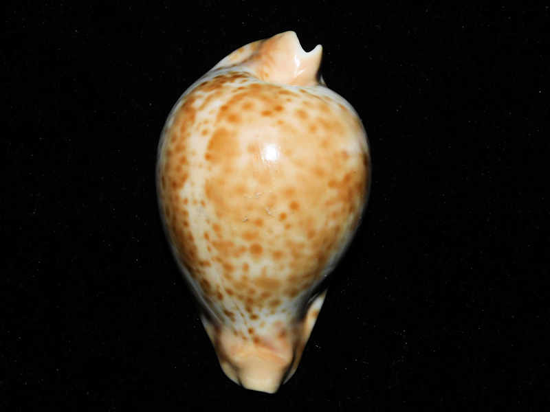 Umbilia hesitata beddomei 3 3/8” or 82.49mm. N.S.W. #700201