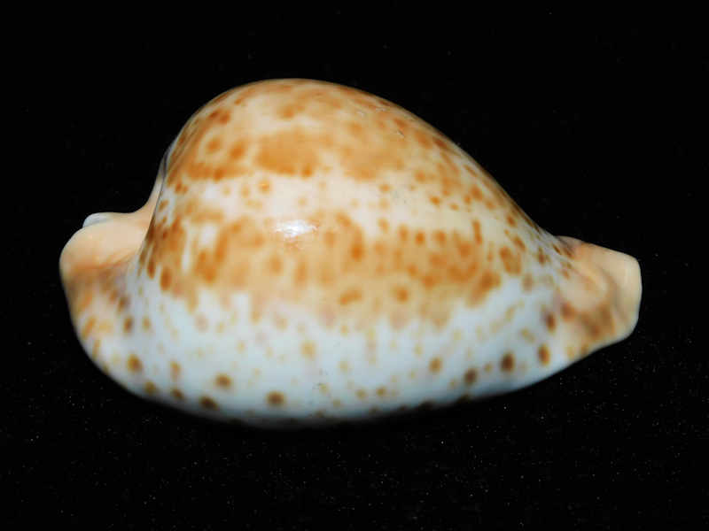 Umbilia hesitata beddomei 3 3/8” or 82.49mm. N.S.W. #700201