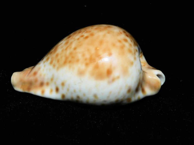 Umbilia hesitata beddomei 3 3/8” or 82.49mm. N.S.W. #700201 - Click Image to Close