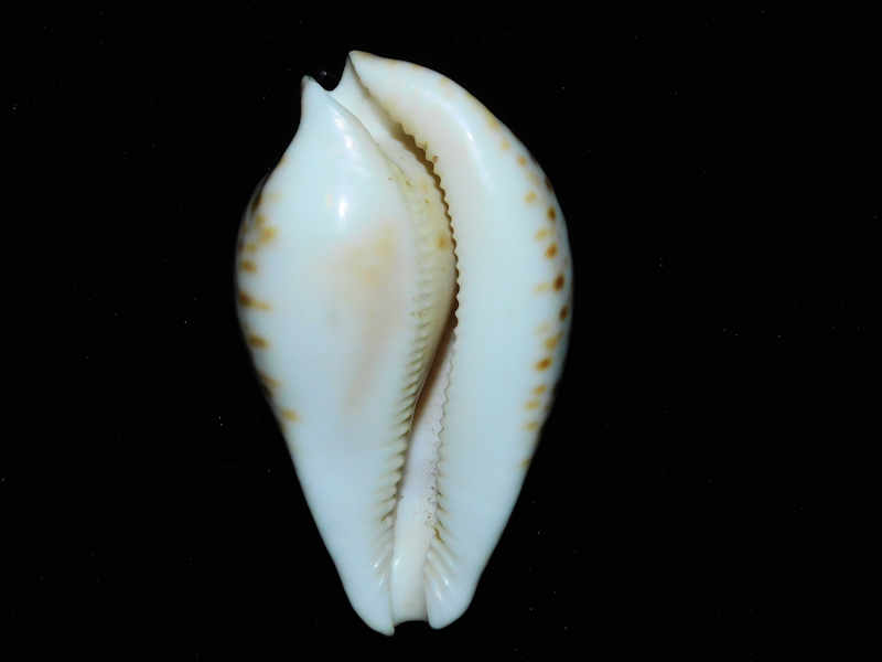 Umbilia hesitata beddomei 3 3/8” or 82.49mm. N.S.W. #700201