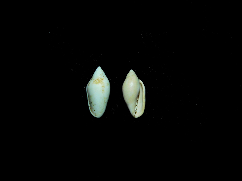 Prunum bellum (2) 12.75mm & 11.75mm. "Yorktown Formation #17136 Prunum bellum (2) 12.75mm & 11.75mm. "Yorktown Formation #17136