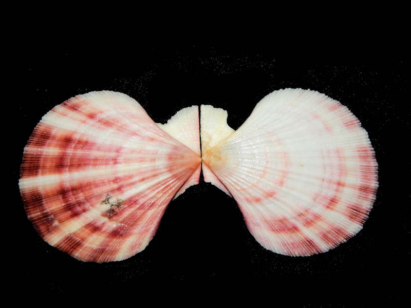 Chlamys hastata hericia 2 5/8”-Lot#16304 Chlamys hastata hericia 2 5/8”-Lot#16304