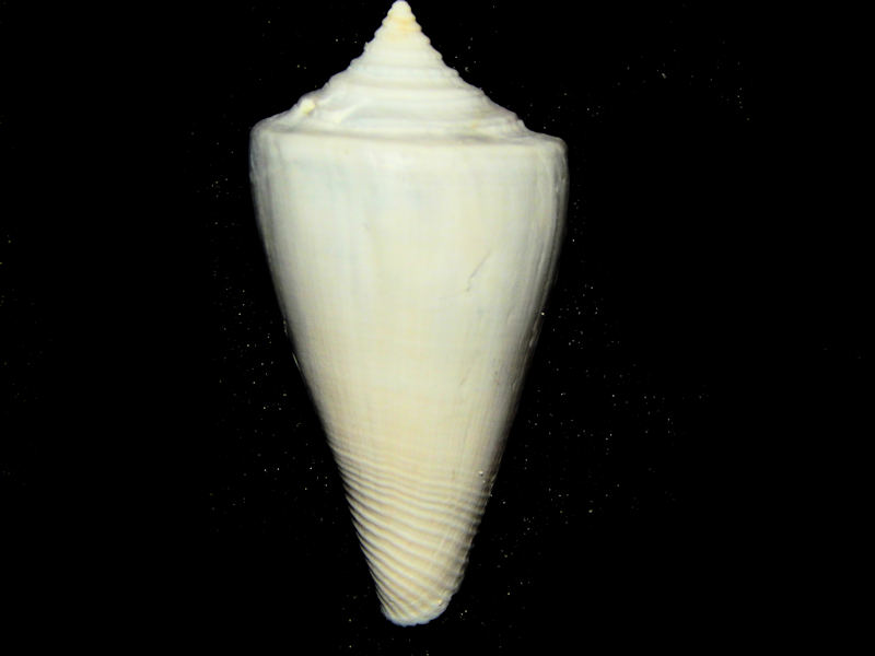 Contraconus berryi 1 3/4”-Golden Gate Specimen Rare-Lot#16607 Contraconus berryi 1 3/4”-Golden Gate Specimen Rare-Lot#16607