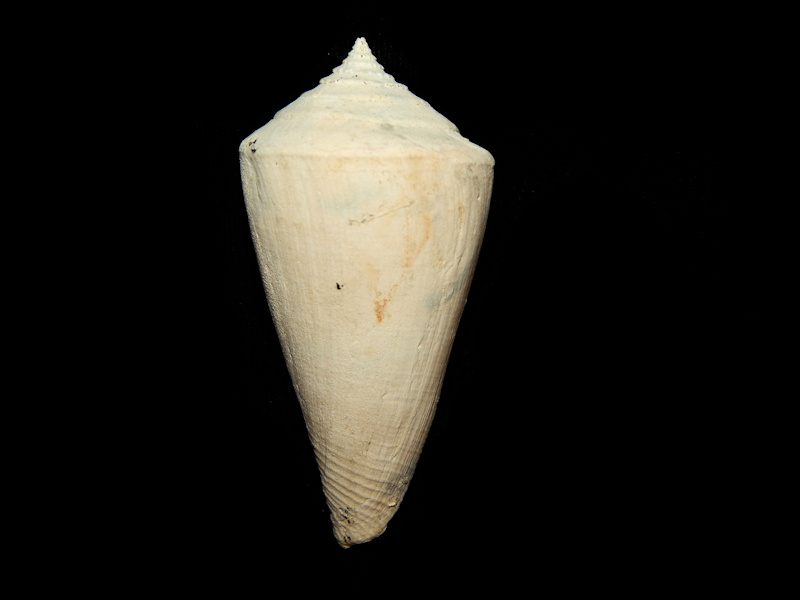 Contraconus berryi 2 5/8”-Fruitville Member-Lot#15979 Contraconus berryi 2 5/8”-Fruitville Member-Lot#15979