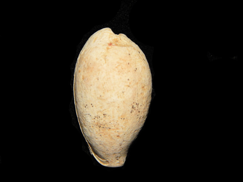 Schilderia flavicula 1”-Pliocene Italian Cypraea-Lot#14266