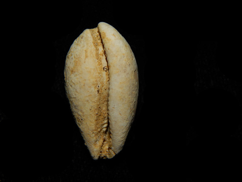 Schilderia flavicula 1”-Pliocene Italian Cypraea-Lot#14266 - Click Image to Close