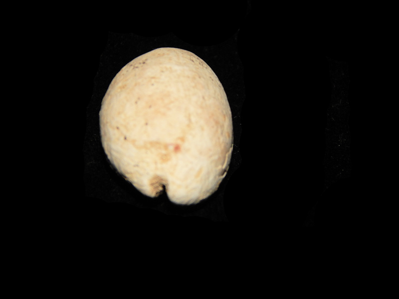 Schilderia flavicula 1”-Pliocene Italian Cypraea-Lot#14266 - Click Image to Close