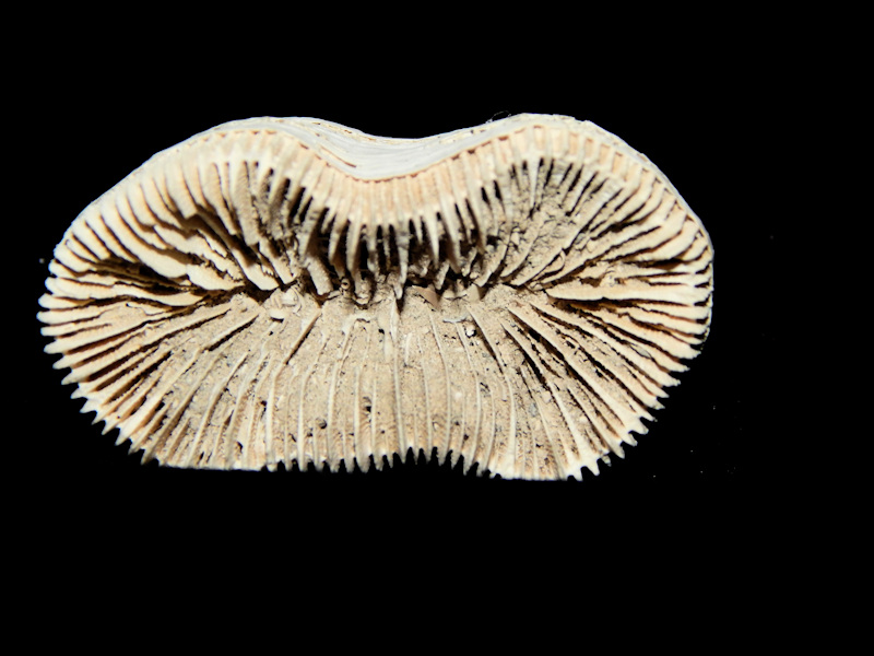 Trachyphyllia bilobata 1 7/8”-Golden Gate Preserved-Lot#16561 Trachyphyllia bilobata 1 7/8”-Golden Gate Preserved-Lot#16561