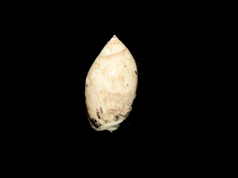 Olivella biplicata 19.05mm.-Fossil from California Lot#16063