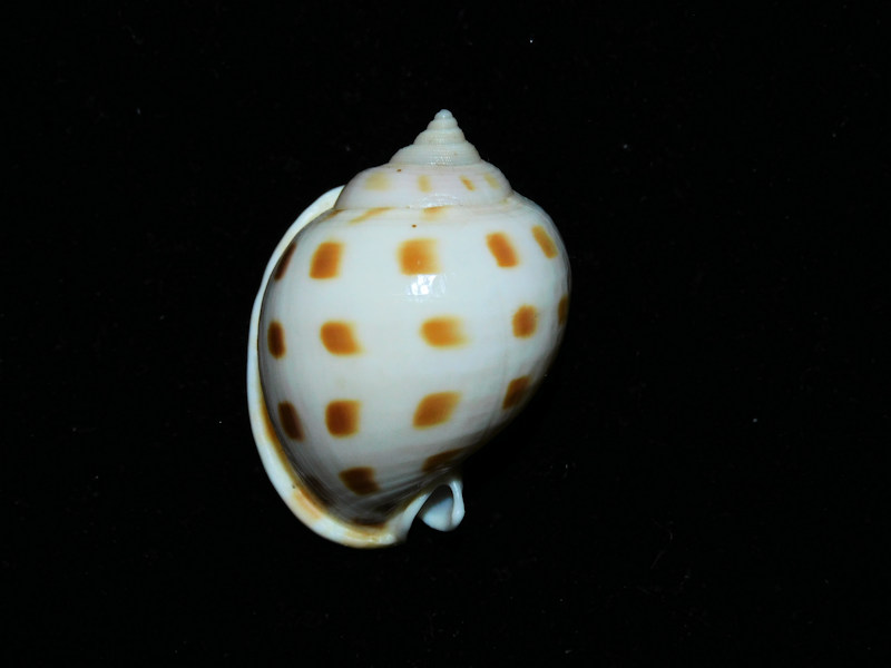 Semicassis bisculata 1 ¼” or 35.56mm. "Philippine Beauty"#700203 Semicassis bisculata 1 ¼” or 35.56mm. "Philippine Beauty"#700203