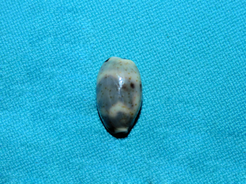 Bistolida kieneri kieneri 13.58mm.-Tanzania-Lot#16825 Bistolida kieneri kieneri 13.58mm.-Tanzania-Lot#16825
