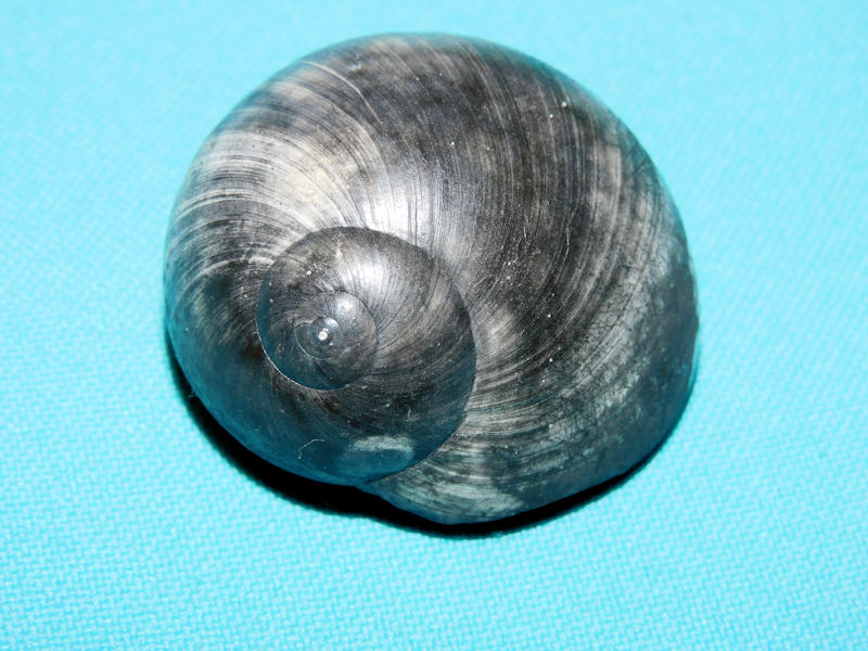 Neverita densata 1 ¾” or 41.81mm."Black Fossil"#800168 Neverita densata 1 ¾” or 41.81mm."Black Fossil"#800168