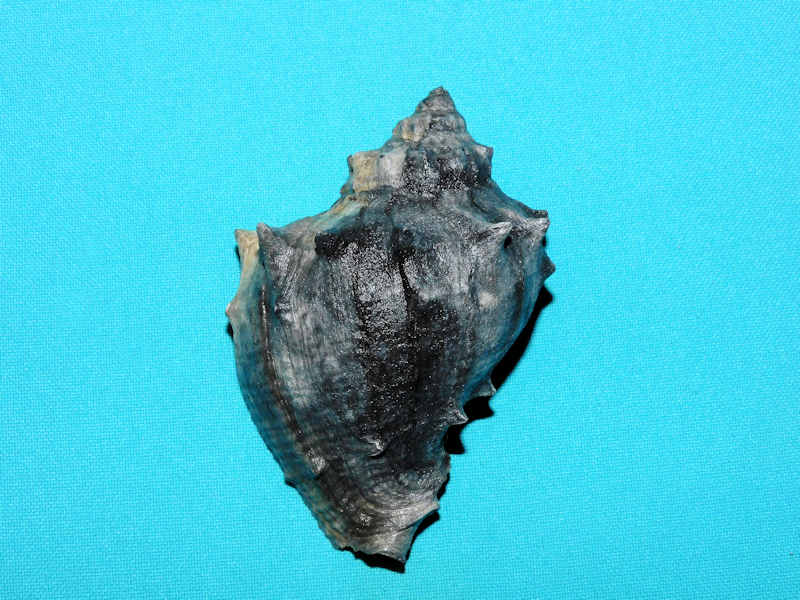 Melongena sarasotaensis 3 5/8” or 89.28mm. "Black Fossil#600192a - Click Image to Close