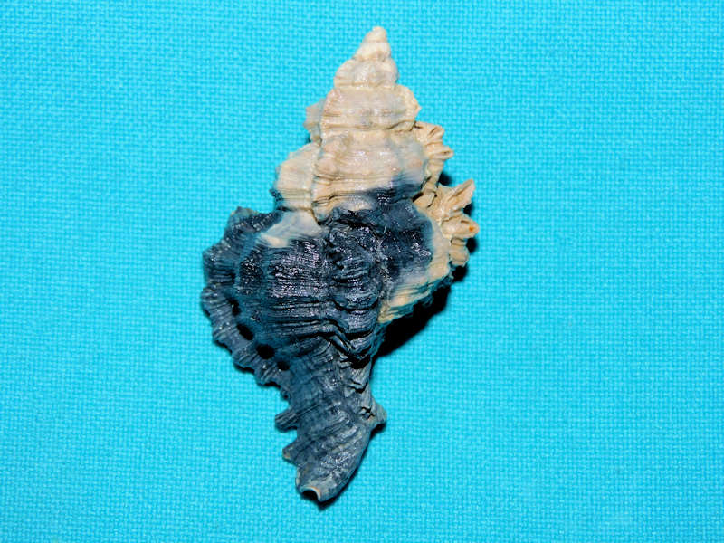 Chicoreus judeae 2 ¼” or 55.65mm."Blackish" #300006 - Click Image to Close