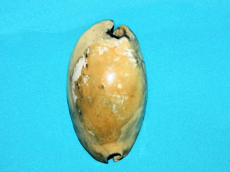 Akleistostoma olssoni 3 1/8” or 77.78mm. "Superb Adult"#17771 - Click Image to Close