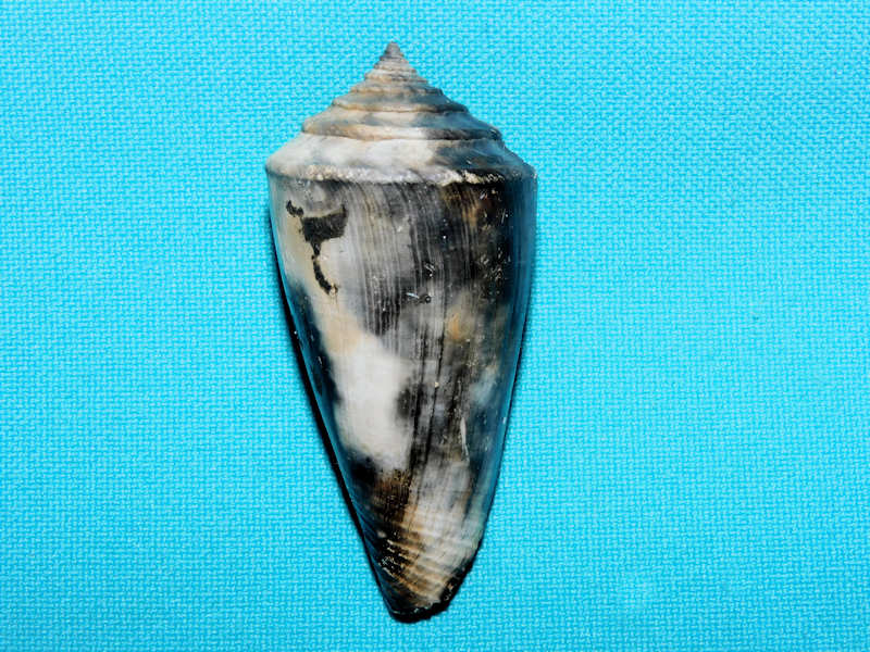 Contraconus berryi 2 ¼” or 56.18mm."Black Layer"#800126 Contraconus berryi 2 ¼” or 56.18mm."Black Layer"#800126