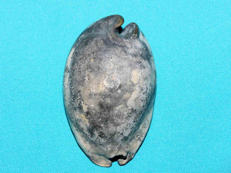 Akleistostoma macbrideae 2 7/8” or 74.02mm."Black Fossil"#600195