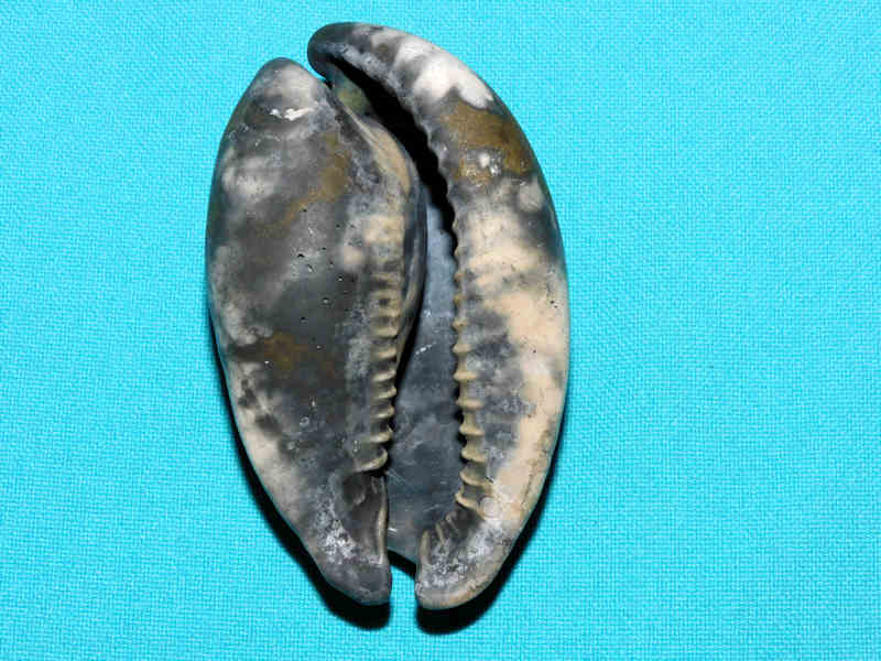 Akleistostoma macbrideae 2 7/8” or 74.02mm."Black Fossil"#600195