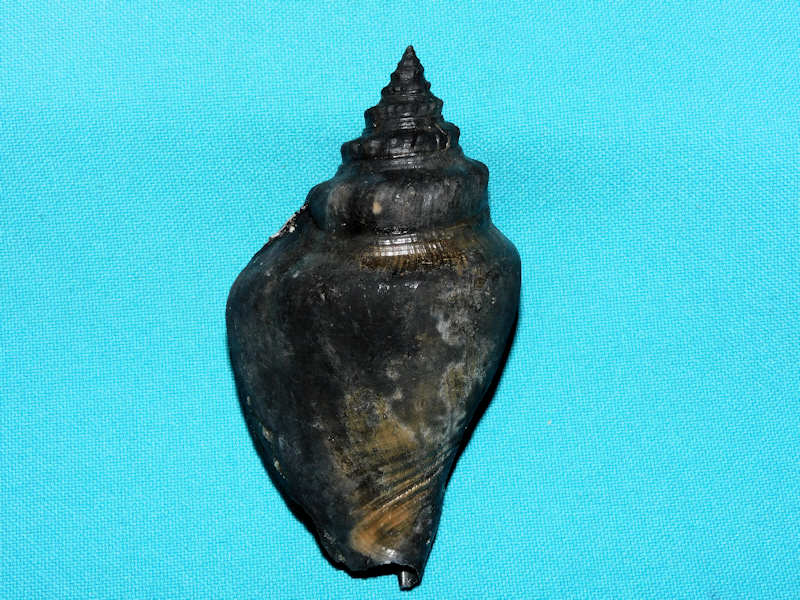 Strombus sarasotaensis 3 5/8” or 91.17mm."Black Fossil"#500003