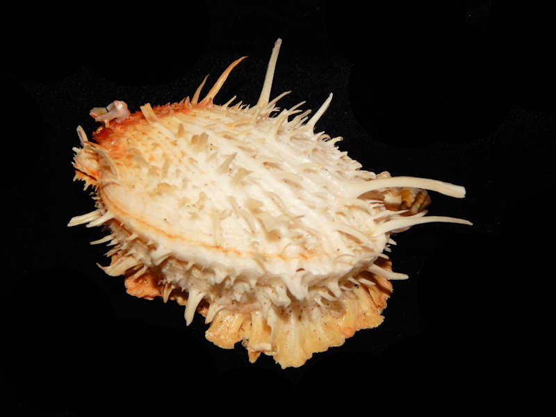Spondylus americanus f. aurispinae 3 1/2”-Lot#12122 Spondylus americanus f. aurispinae 3 1/2”-Lot#12122