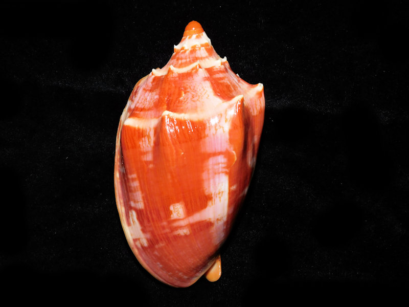 Cymbiola aulica 4 5/8” or 117.62mm."Blood Red"#700582 - Click Image to Close