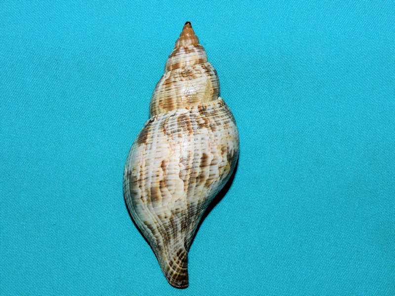 Fasciolaria tulipa 4 3/8” or 109.89mm. w/o Sanibel #17286 Fasciolaria tulipa 4 3/8” or 109.89mm. w/o Sanibel #17286