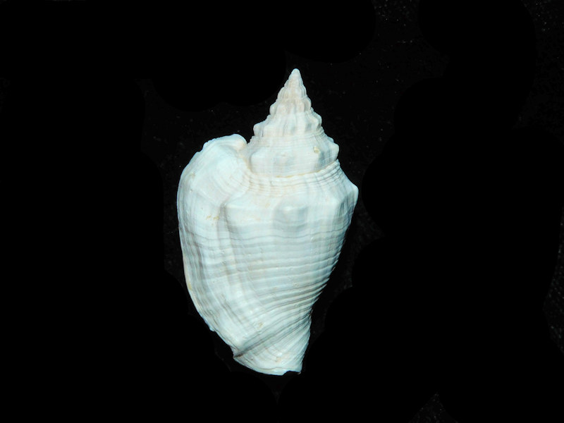 Persististrombus aldrichi 1 5/8” or 39.83mm "Superb Fossil" LOT#700986G (image for) Persististrombus aldrichi 1 5/8” or 39.83mm "Superb Fossil" LOT#700986G