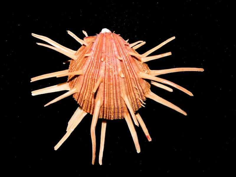 Spondylus regius 4 7/8” & 124.13mm"Gorgeous Long Spines"#700017 Spondylus regius 4 7/8” & 124.13mm"Gorgeous Long Spines"#700017
