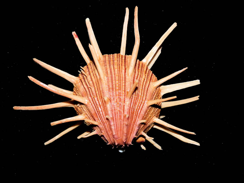 Spondylus regius 4 7/8” & 124.13mm"Gorgeous Long Spines"#700017 - Click Image to Close