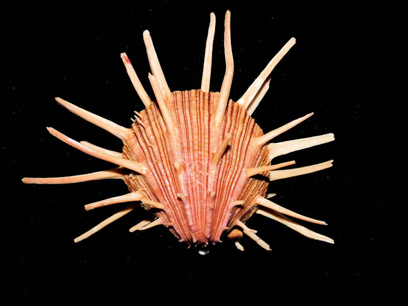 Spondylus regius 4 7/8” & 124.13mm"Gorgeous Long Spines"#700017