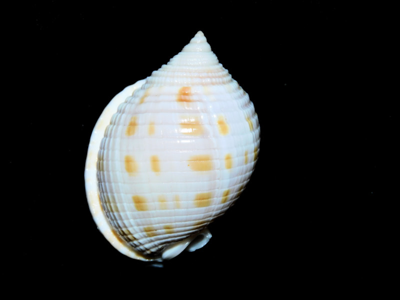 Semicassis granulata 2” or 49.20mm. Hurricane Charley #17292 Semicassis granulata 2” or 49.20mm. Hurricane Charley #17292